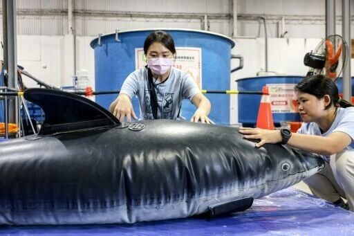 Taiwan volunteers fight rise in whale and dolphin strandings – mykxlg.com